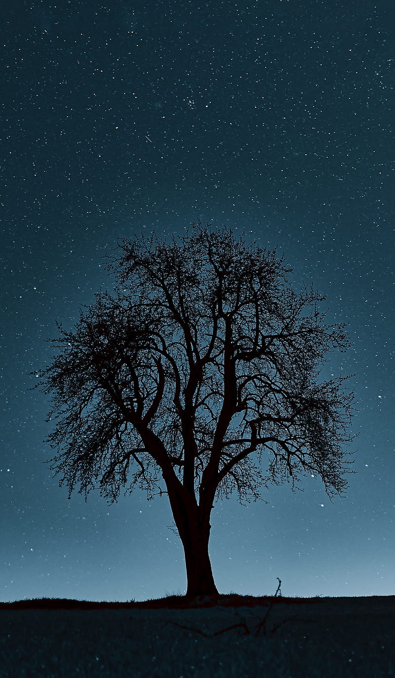 Tree in the night, Night sky, Zoran, amazing, area, aurora borealis,  background, HD phone wallpaper | Peakpx
