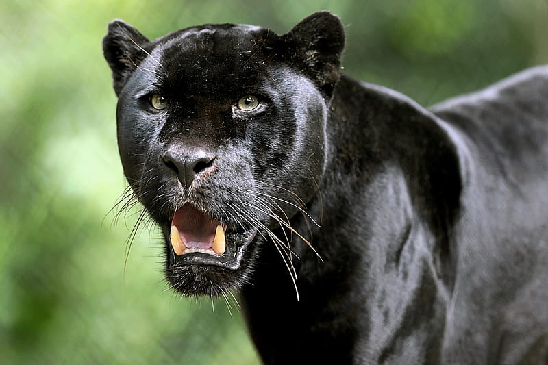 Black panther, green, black, panther, pantera, animal, HD wallpaper | Peakpx Black panther, green, black, panther, pantera, animal, HD wallpaper | Peakpx