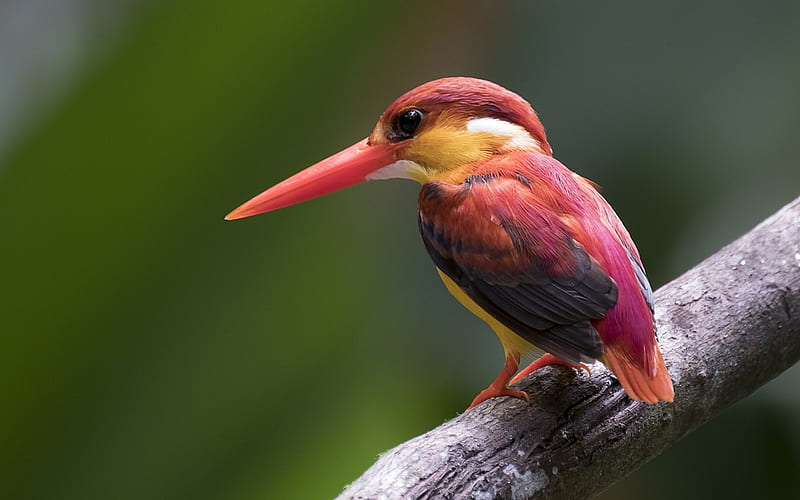 Ruby Kingfisher, close-up, wildlife, small bird, Kingfisher, Halcyon coromanda, HD wallpaper