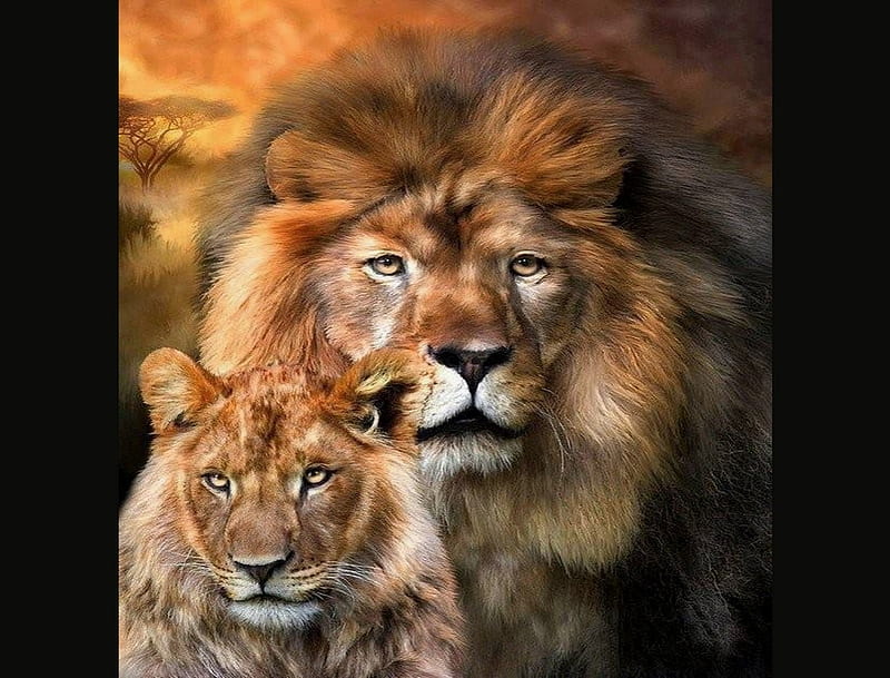 Africa's royalty, male, female, cats, lions, HD wallpaper