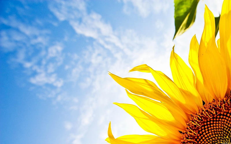 Sunflower close-up, HD wallpaper