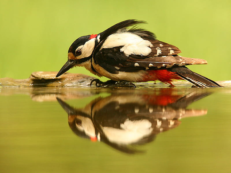 Great-Spotted-Woodpecker--Dendrocopos-major, water, bird, birds, color, reflection, animals, HD wallpaper