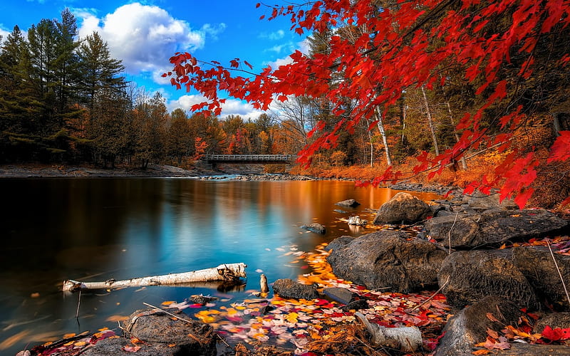 Falling Foliage Redleaves Pines Log Lake Hd Wallpaper Peakpx