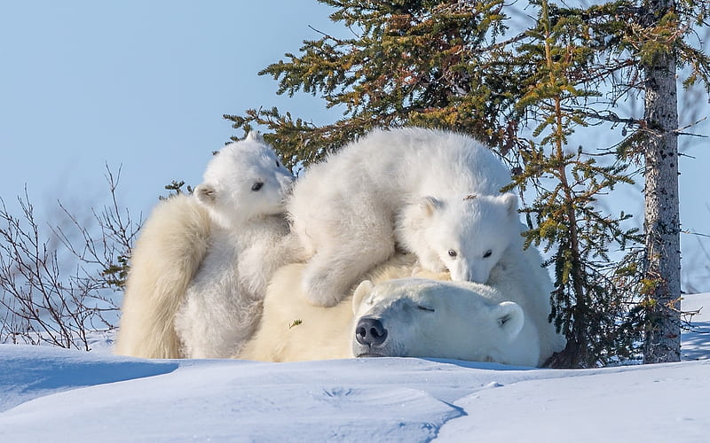 polar bears, family of bears, winter, snow, trees, HD wallpaper
