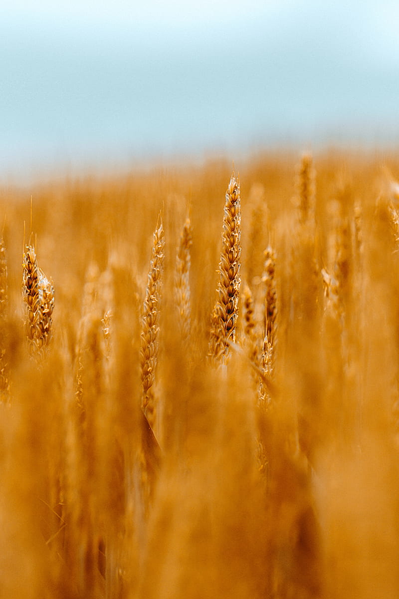 spikelets, wheat, cereals, field, blur, HD phone wallpaper