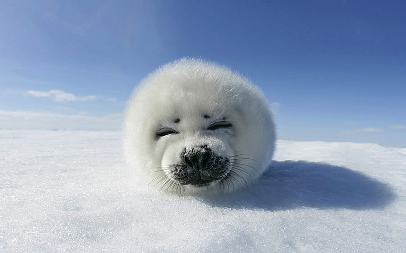 baby seal-Animal World Series, HD wallpaper
