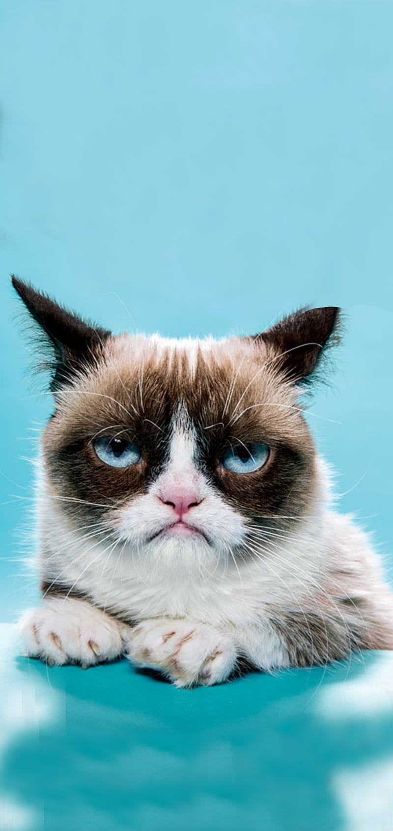 Grumpy Cat , blue, blue eyes, HD phone wallpaper