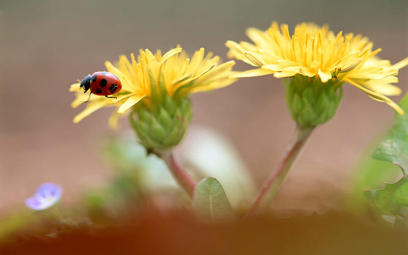 ladybug on dandelion flowers-small animal, HD wallpaper