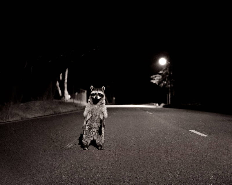 Highway Robber, highway, bandit, raccoon, night, HD wallpaper