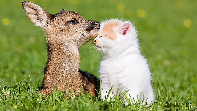 Cute Small Deer And Kitten On Grass Field Deer, HD wallpaper