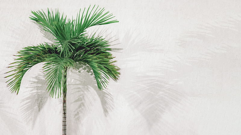 Green palm tree beside white wall, HD wallpaper | Peakpx