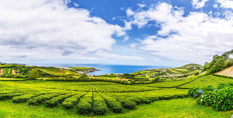 Green Field, cloud, green, ocean, tea, sky, sea, field, blue, HD wallpaper