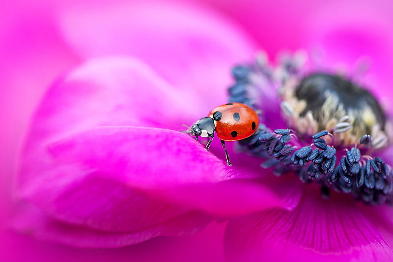 Animal, Ladybug, Anemone, Flower, Insect, Macro, HD wallpaper