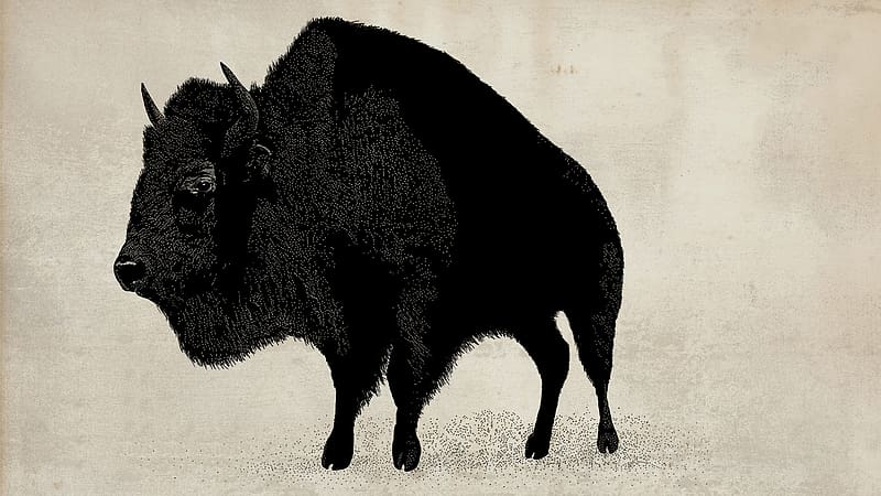 Animal, American Bison, HD wallpaper