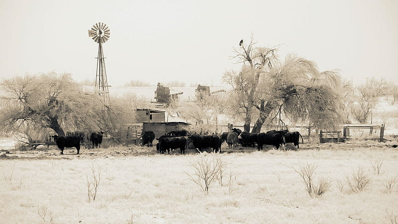 Cold Winter in Texas, rural, texas, nature, winter, landscape, HD wallpaper