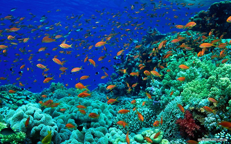 Ocean Life, red, orange, fish, coral, sea, water, marine, green, vibrant, colours, white, blue, HD wallpaper