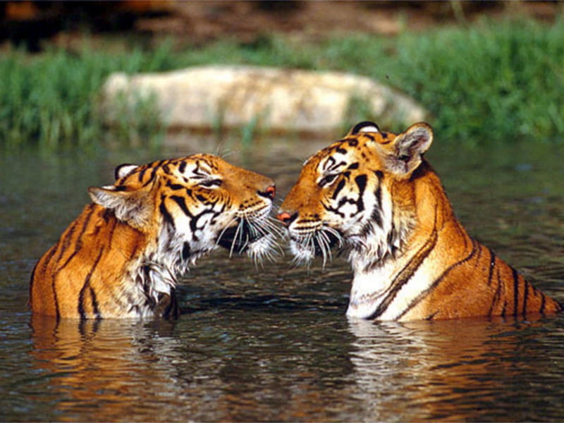 kiss tigress, tiger, kiss, animals, HD wallpaper