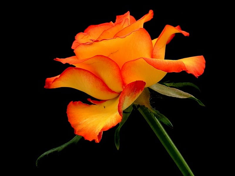 Beauty of one, green stem, rose, black background, orange and gold, HD wallpaper