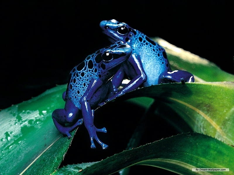 blue dart frogs, frog, dart, leaf, blue, HD wallpaper