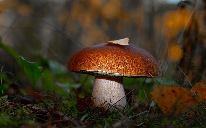 Boletus, Latvia, leaves, mushroom, macro, HD wallpaper