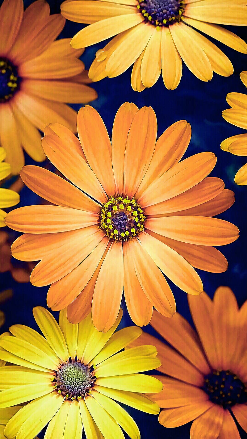 Daisy flowers, flower, nature, orange, yellow, HD phone wallpaper