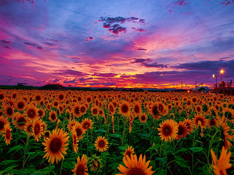 Sunset field, pretty, colorful, bonito, sunset, clouds, sundown, nice, sunflowers, flowers, sunrise, lovely, sky, purple, summer, nature, meadow, field, HD wallpaper