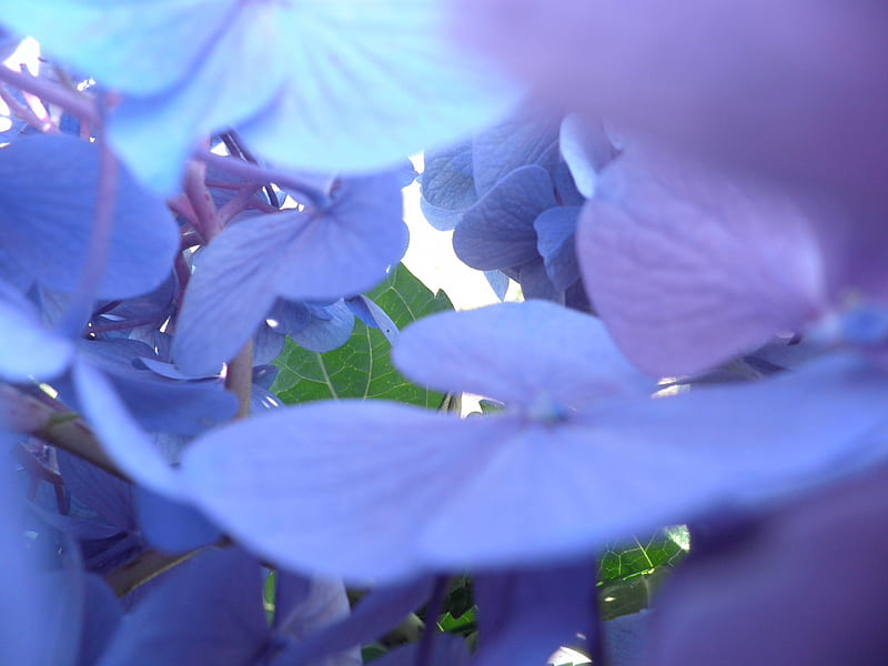 inside the hydrangea bunch, hydrangea, purple, macro, flowers, nature, HD wallpaper