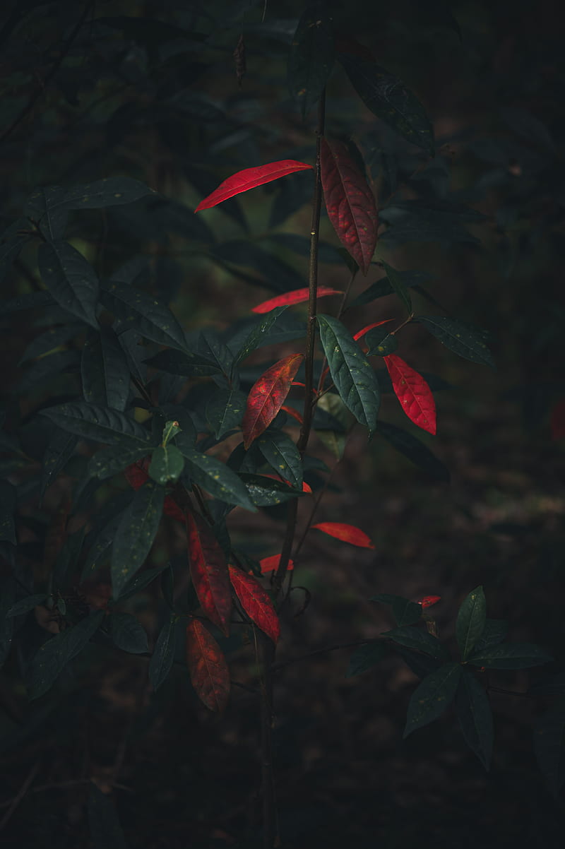 bush, branch, leaves, autumn, HD phone wallpaper