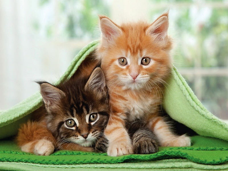 Blanket buddies, playing, window, fluffy, kittens, adorable, blanket, cat, sweet, cute, buddies, kitties, room, friends, HD wallpaper