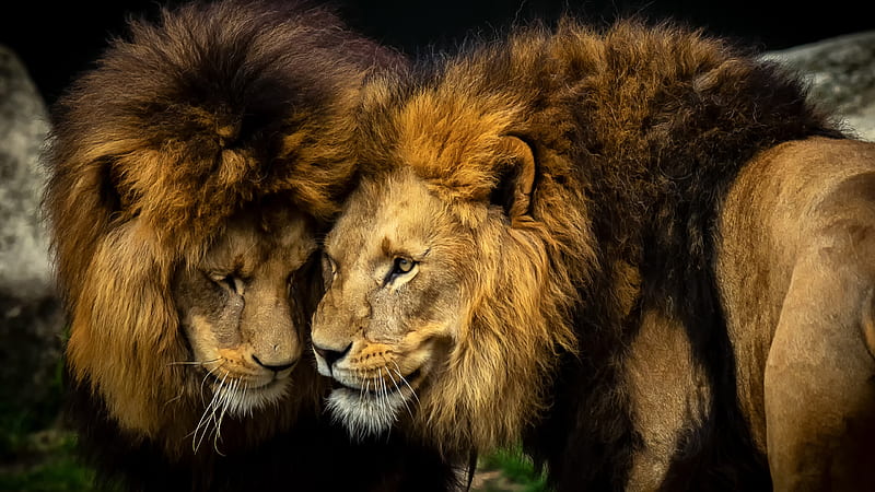 Brave Lions Lion, HD wallpaper