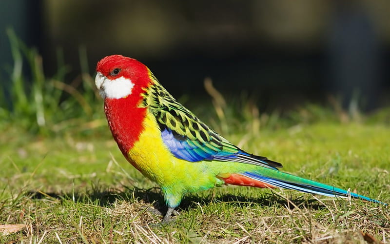 HD wallpaper parrot colors amazing bird