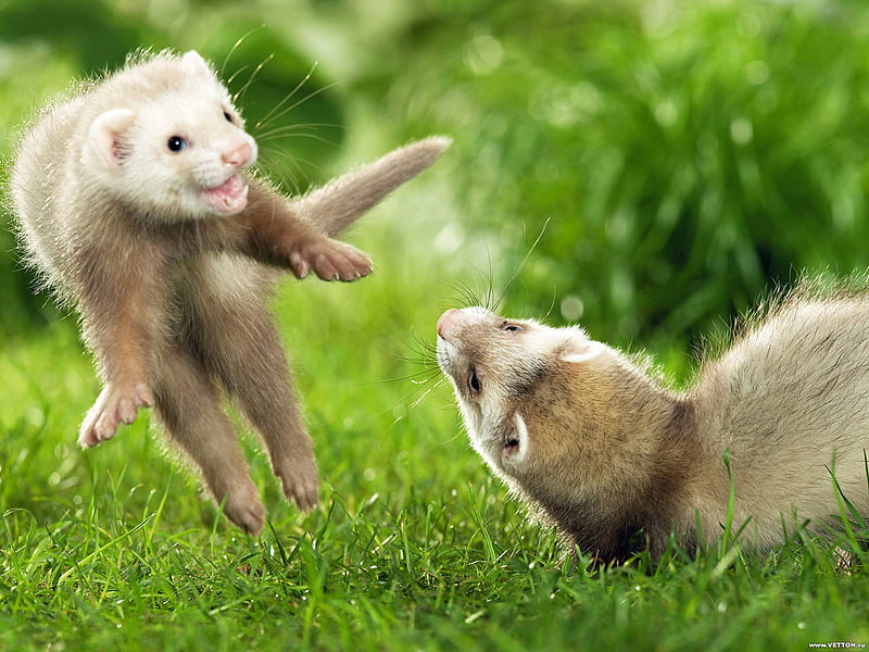Ferrets (Hurones), grass, rodent, huron, animal, play, ferret, HD wallpaper