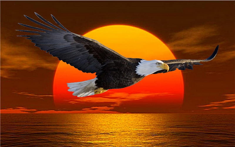 Eagle at Sunset, eagle, sunset, water, flying, HD wallpaper