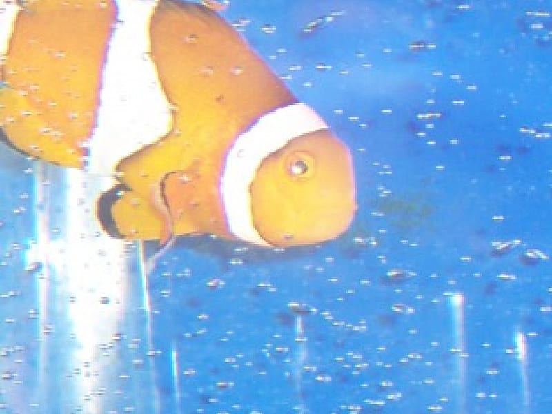 clown fish, clown, tank, water, fish, HD wallpaper