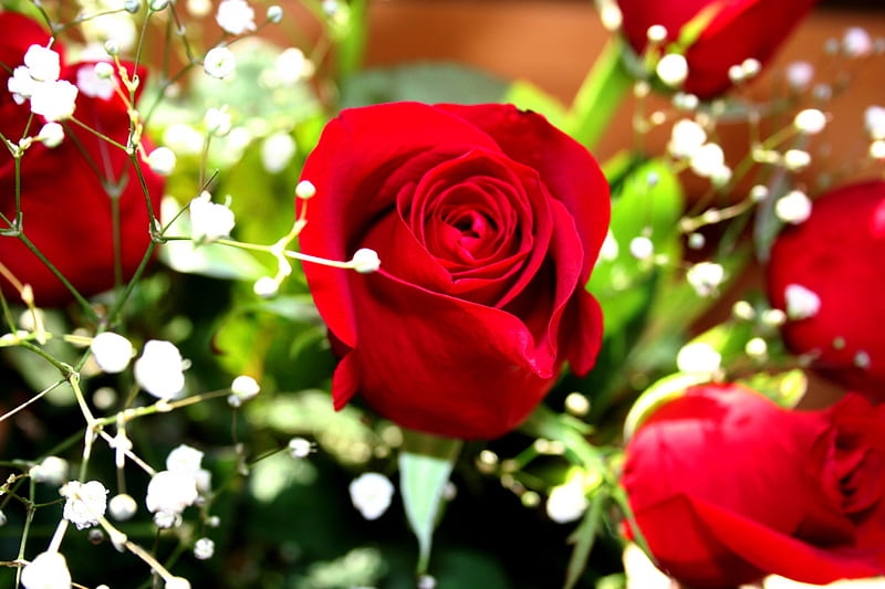 DELICATE SPRING, red, toses, flowers, nature, spring, roses, HD ...