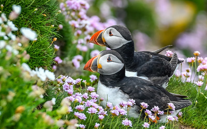 puffins, flowers, wildlife, Fratercula arctica, cute birds, Atlantic puffin, HD wallpaper
