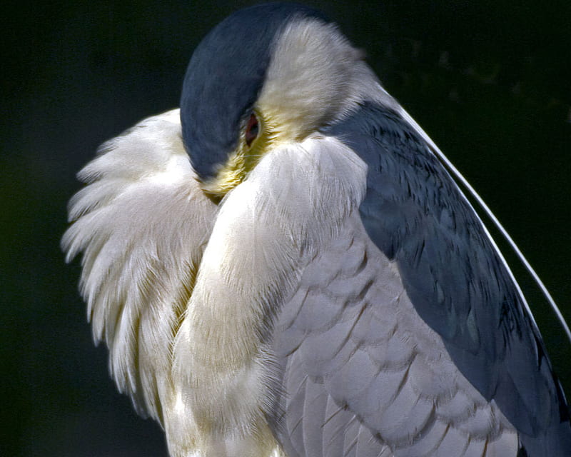 Black Crown Night Heron, passaro, bird, animal, HD wallpaper