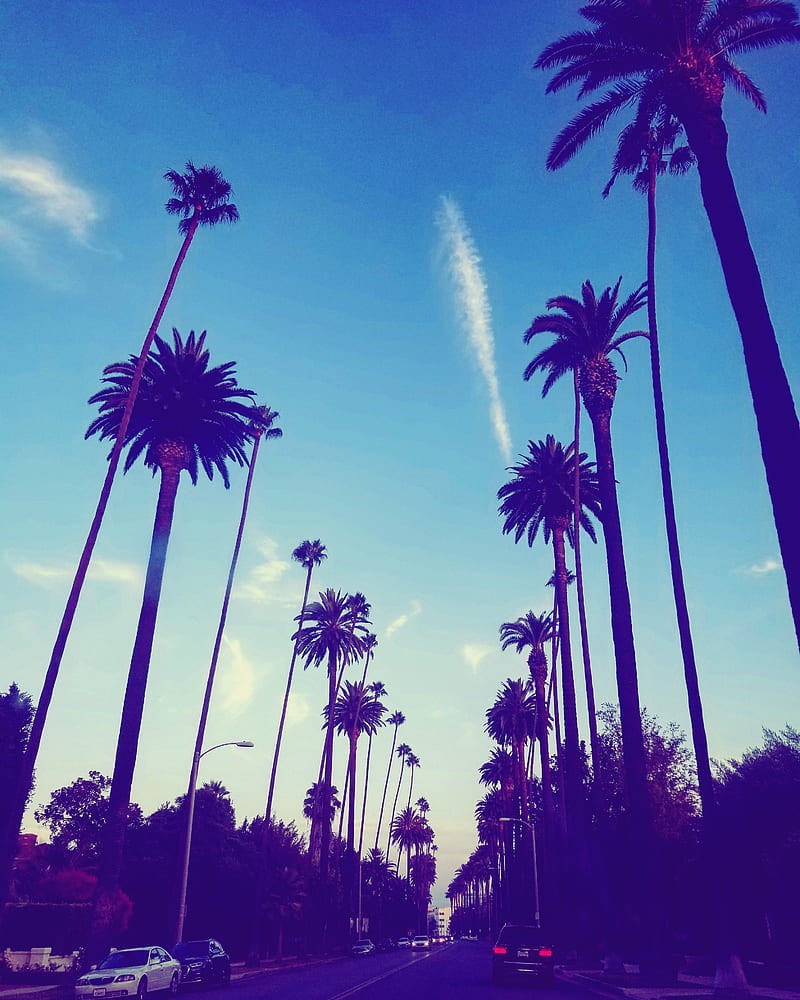 Los Angeles , sunsets, beach, views, sunset, palm trees, la, HD phone wallpaper