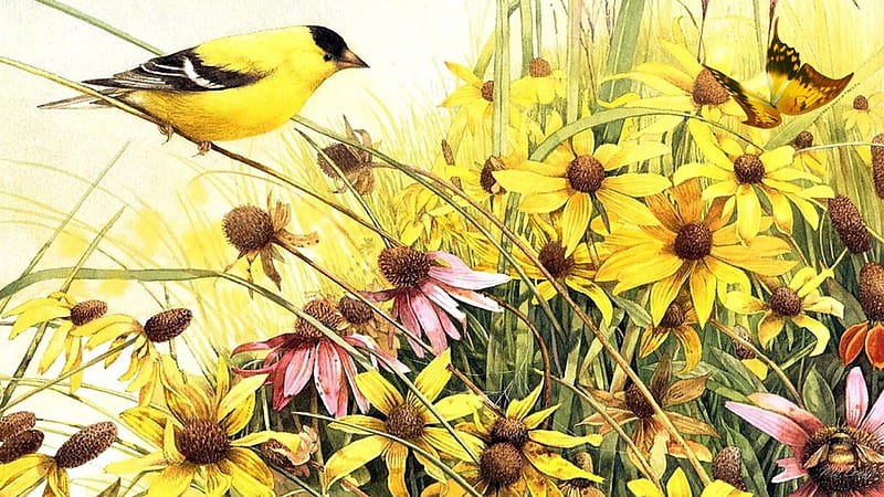 Goldfinch in Golden Garden, black eyed susans, wild flowers, yellow, spring, canary, bird, summer, chamomile, flowers, goldfinch, HD wallpaper