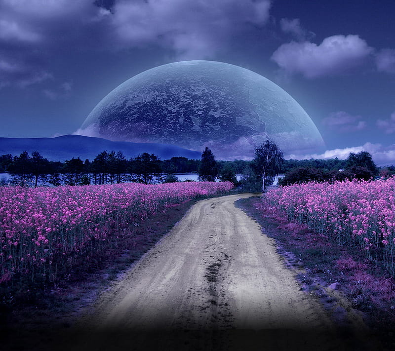Night Moon Road, field, flowers, forest, moon, path, river, HD wallpaper