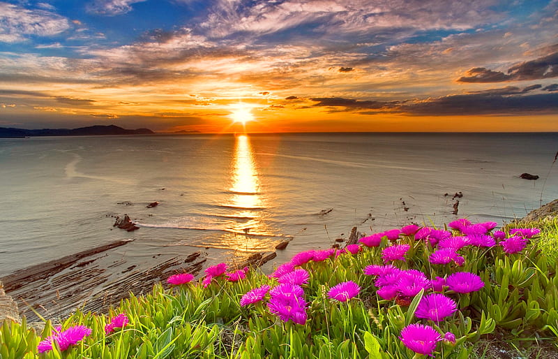 Coastal flowers at sunset, beach, summer, flowers, bonito, sunset, reflection, coast, sea, HD wallpaper