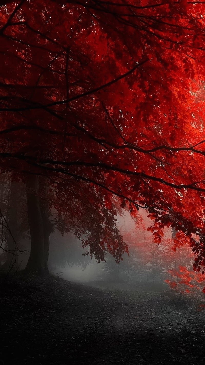 Dark Forest, enchanted, magical, HD phone wallpaper