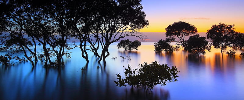 Morning Reflections, lakes, orange, yellow, bonito, trees, mystic, calm, wetlands, sunrise, blue, HD wallpaper