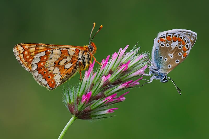 Butterflies, zoology, insects, animals, entomology, HD wallpaper