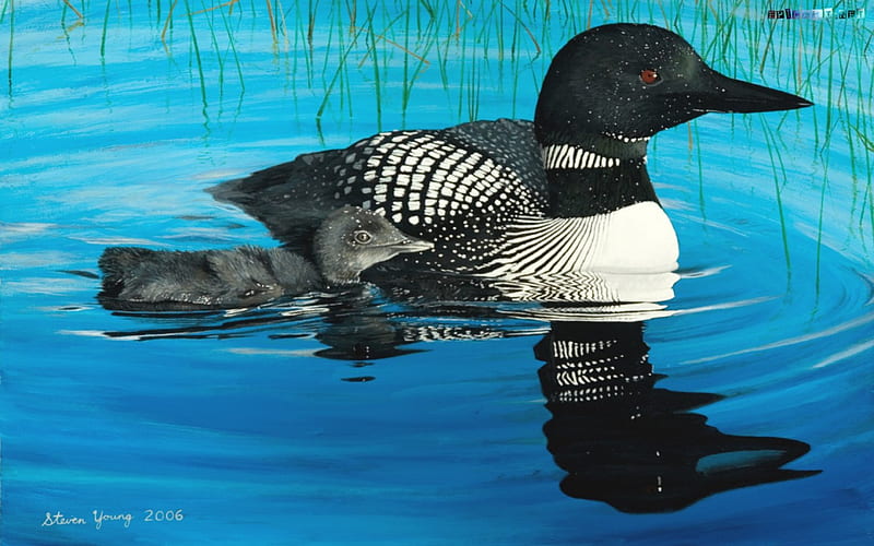 loons, mother loon and baby, HD wallpaper