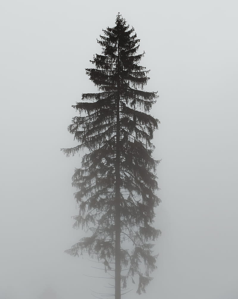 tree, pine, fog, gloomy, gray, HD phone wallpaper
