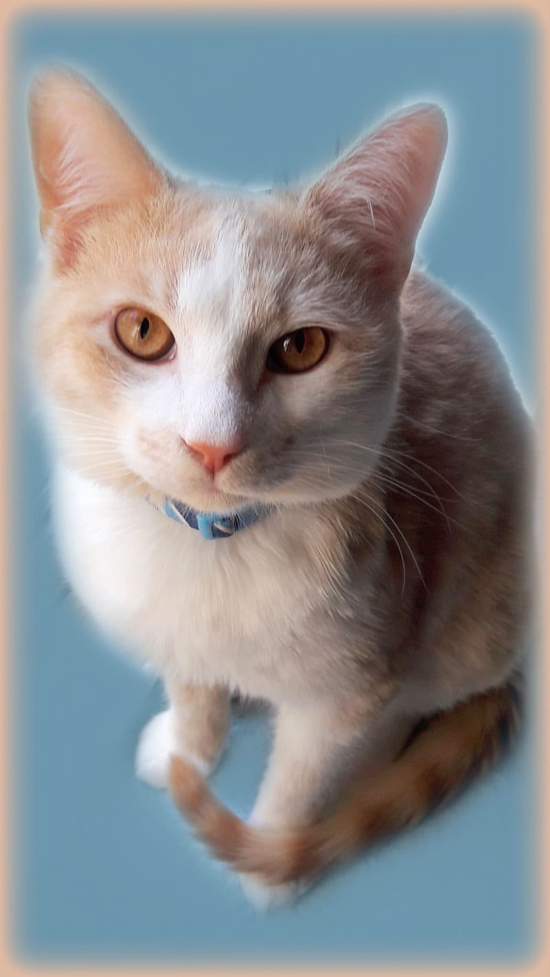 A Tabby Kitten, cue, feline, look at me, meow, orange tabby, purr, simple, sweet, tabby cat, HD phone wallpaper