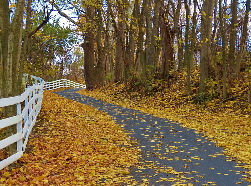 Autumn Road at Nissley Winery, Pennsylvania, Fall, Autumn, Nature, Roads, HD wallpaper
