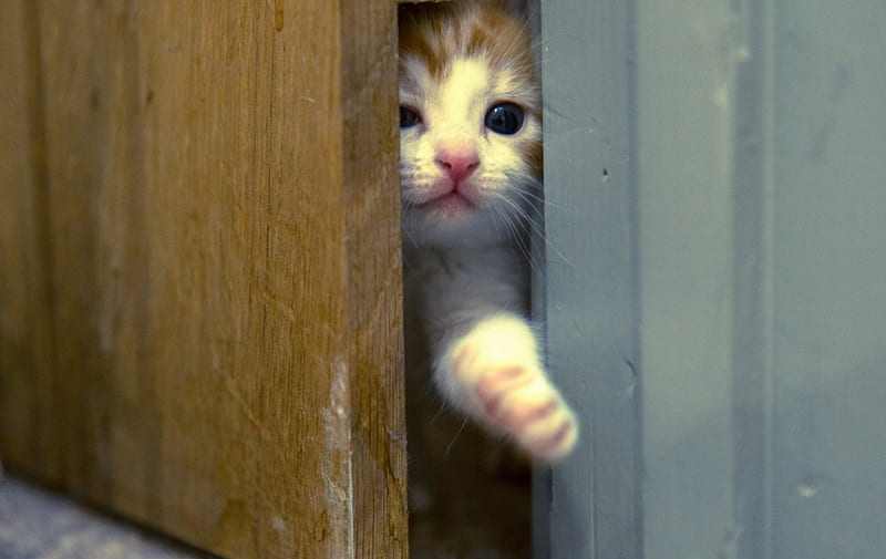 Let me in..., nose, orange, ginger, cat, door, animal, funny, kitten, white, pink, HD wallpaper