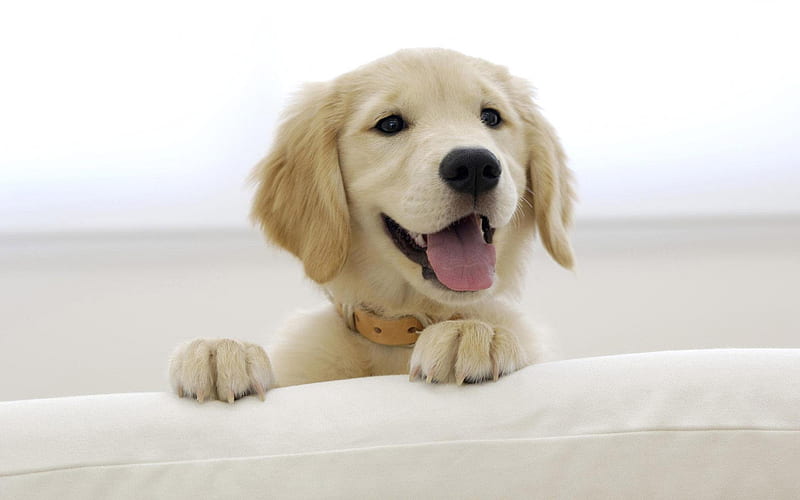 Dog smile, cute, smile, dog, HD wallpaper
